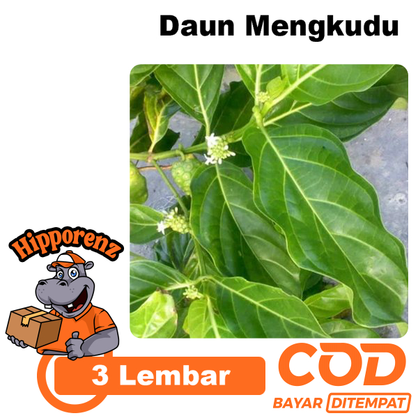 

Daun Mengkudu 3 Lembar Untuk Obat Herbal