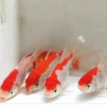 

HIASAN KOLAM - KOMET UKURAN 7-9 CM