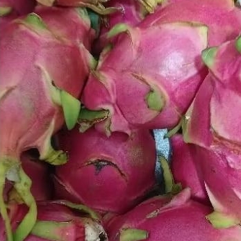 

Buah Naga Putih