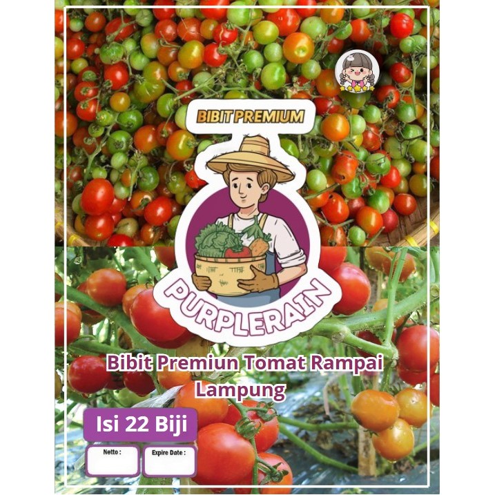 Bibit Premium Tomat Rampai Lampung | Benih Tomat Rampai