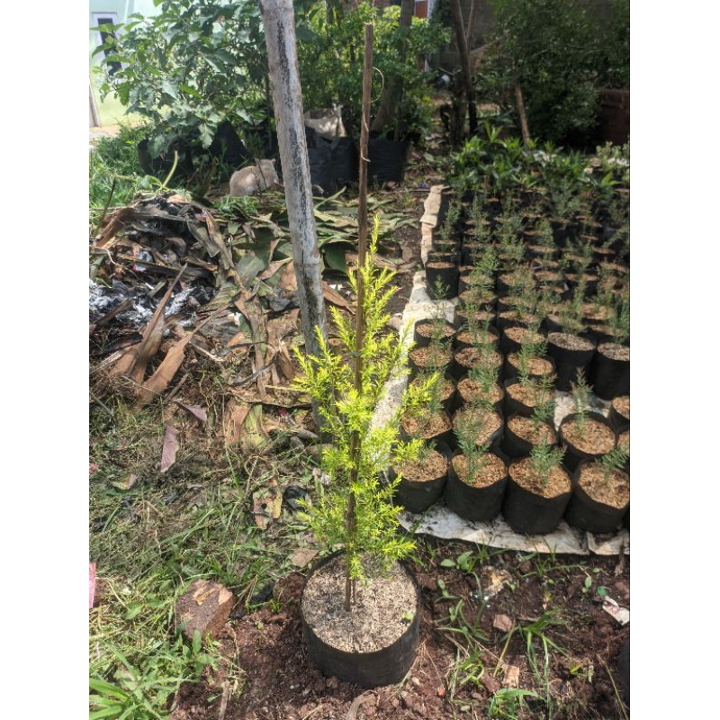 Tanaman Hias Cemara Melaleuca / Cemara Golden Melaika / Cemara Golden