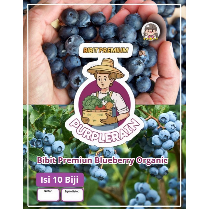 Bibit Unggul Blueberry Organic |Benih Blueberry Organik|Bibit Blueberry