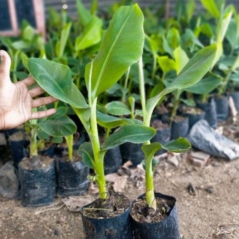 Bibit pisang mas/bibit pohon pisang mas/bibit pisang mas bonggol berupa anakan/bibit pisang emas sia