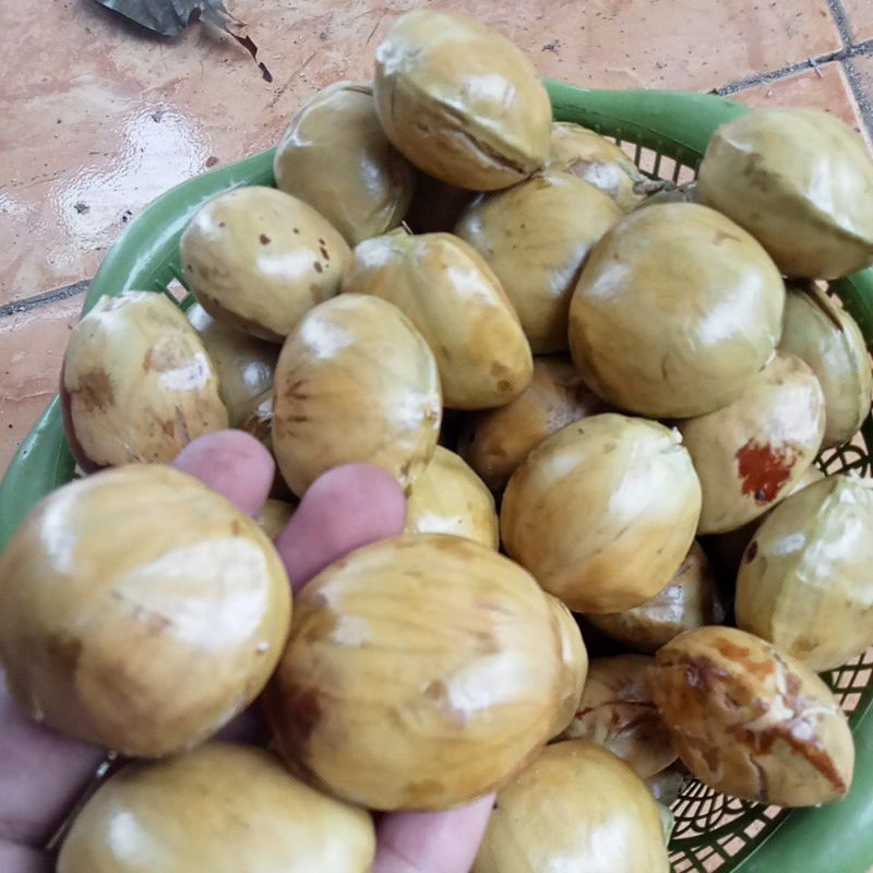 

Jengkol tua super