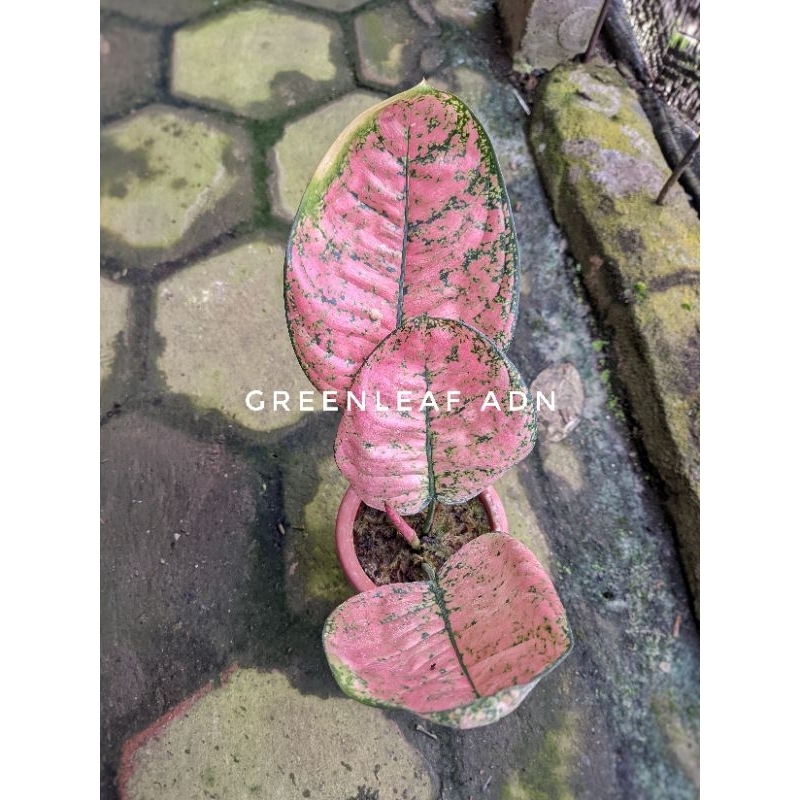 Tanaman Hias Aglonema Ruby Kura Real Pict