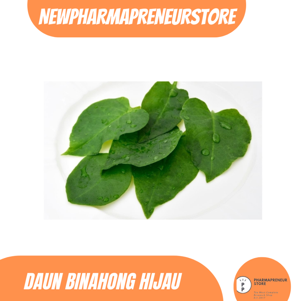 

DRIED SERBUK DAUN BINAHONG HIJAU BEST QUALITY