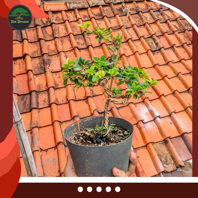 Bonsai Kaliage siap pajang
