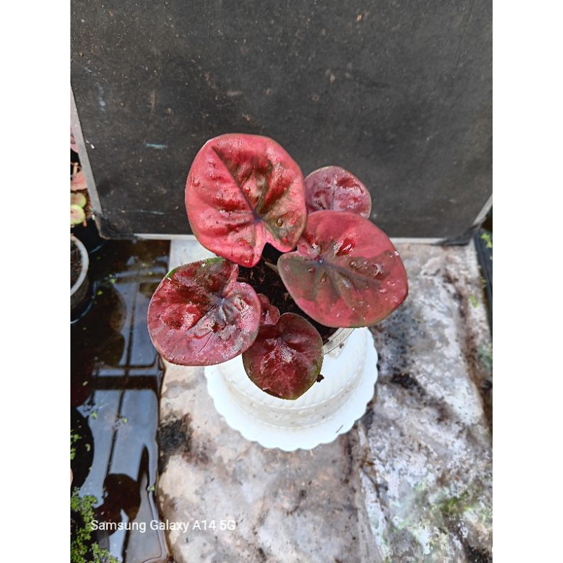 Tanaman Hias Keladi/Bunga Hias Hidup/Tanaman Outdoor