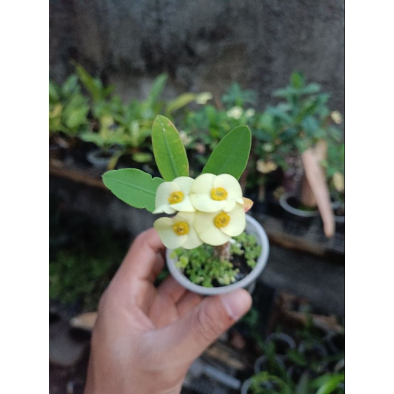 euphorbia mini kuning