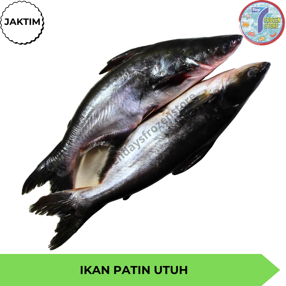 

Ikan Patin Utuh Beku Frozen
