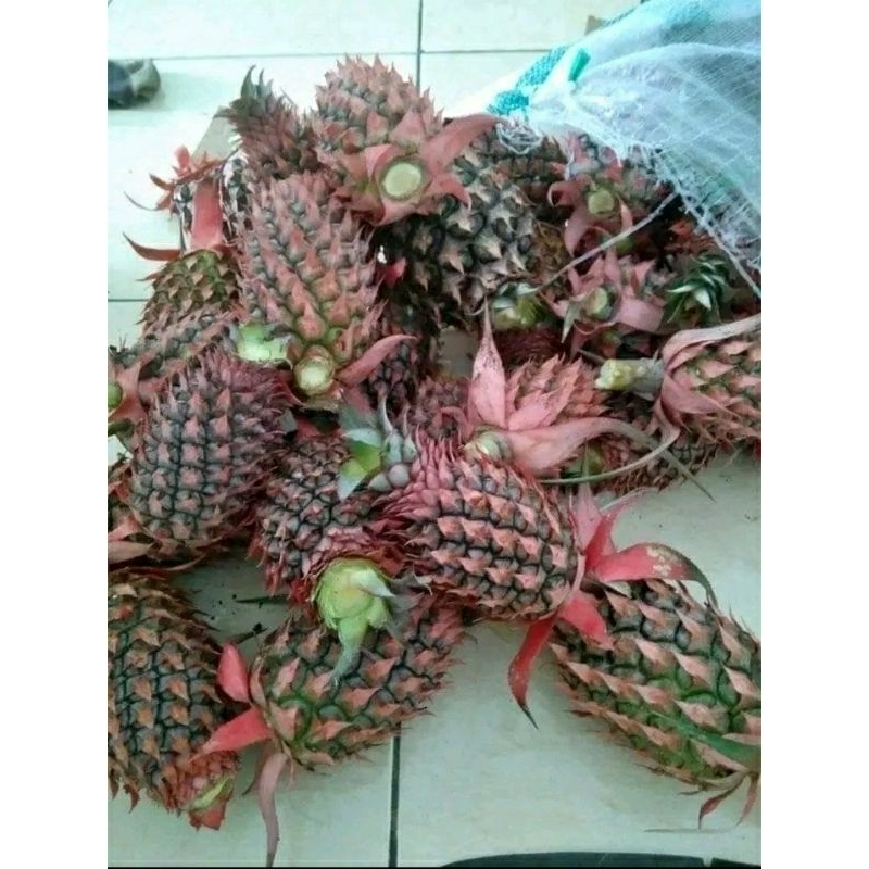 

nanas obat herbal