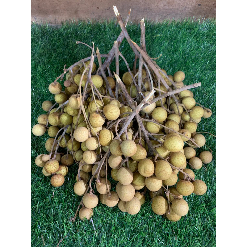 

Kelengkeng Peremium/Kelengkeng Bangkok Fresh 1Kg