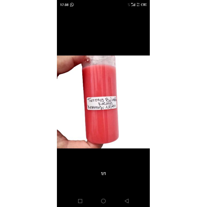 essen oplosan ikan mas aroma terong Belanda kacang kemangi nilam