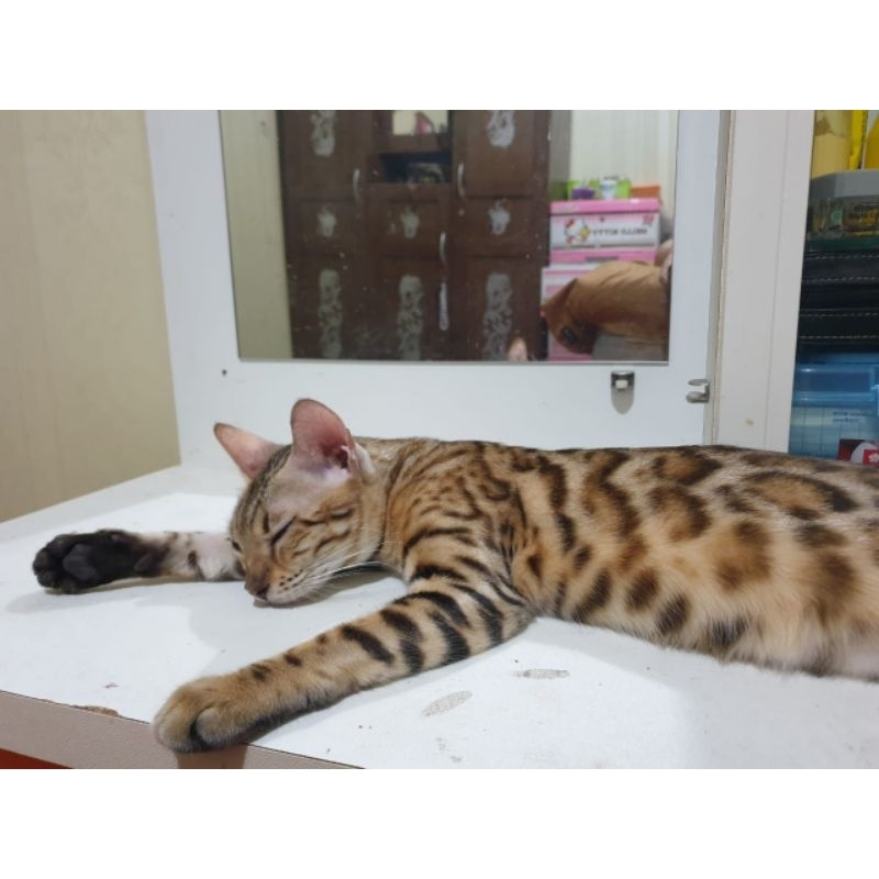 kucing bengal betina pure line ped