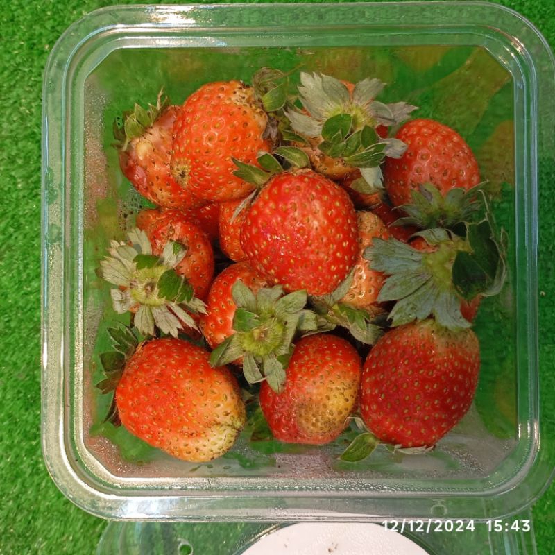 

Fresh Strawberry 250 gram / Buah Stroberi Segar