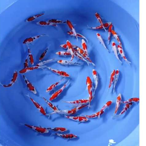 Ikan Koi Blitar Mix size 10-15cm