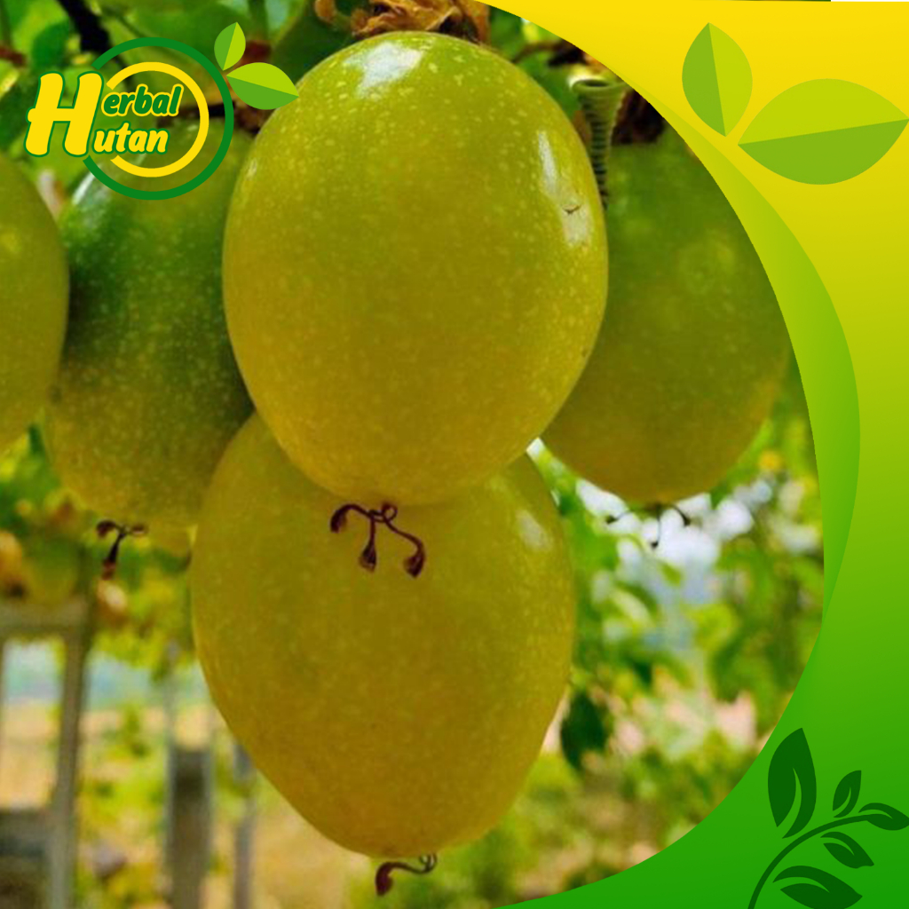 

Buah Markisa Segar 1 kg - Markisa Kuning Matang siap kirim