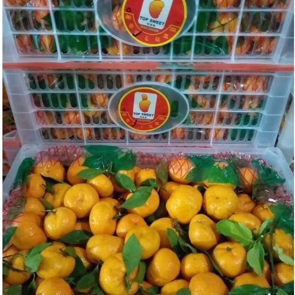

BUAH JERUK SANTANG DAUN /KERANJANG