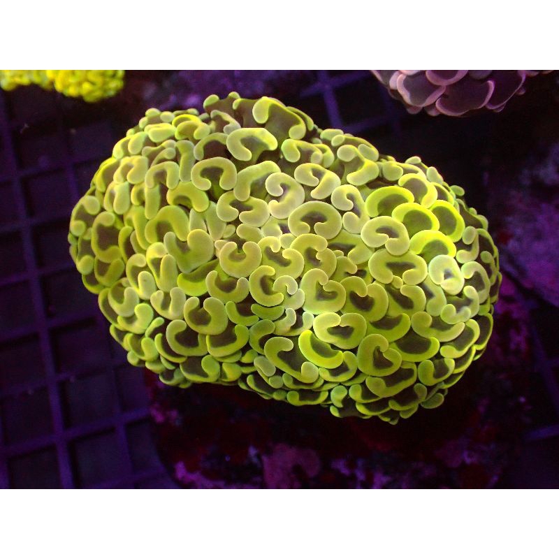 Coral Karang Siwalan Kuning