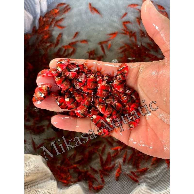 IKAN TERAPI IKAN RED SUMATRA MURAH PAKET 50 EKOR SEJABOTABEK