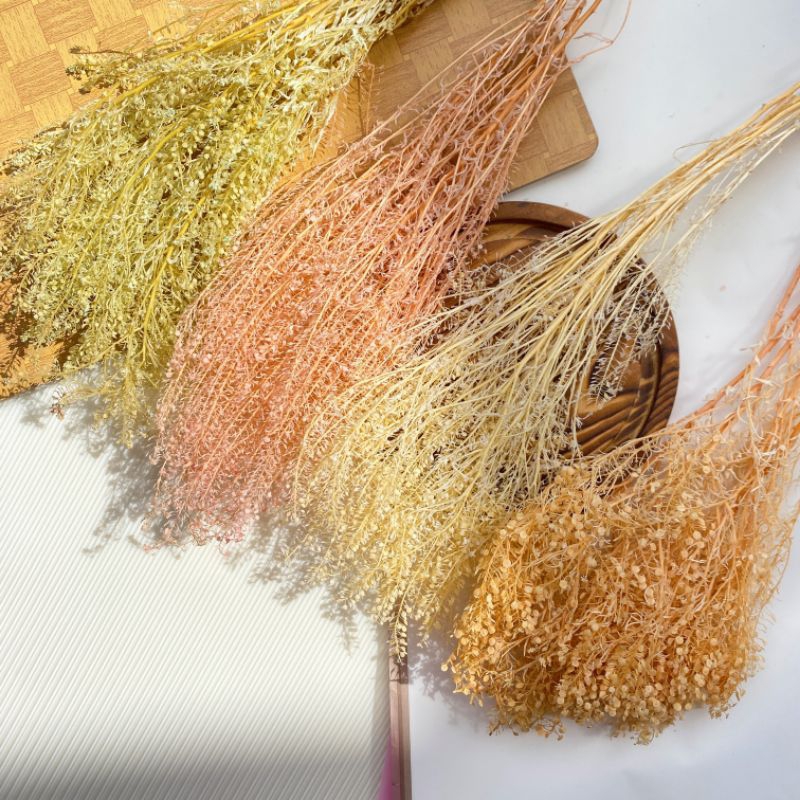 Preserved Thlaspi / 20 Gram - AWET TAHUNAN