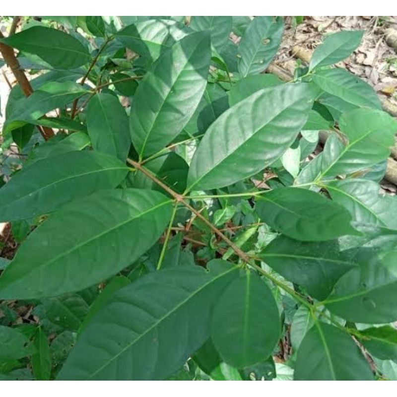 

daun salam