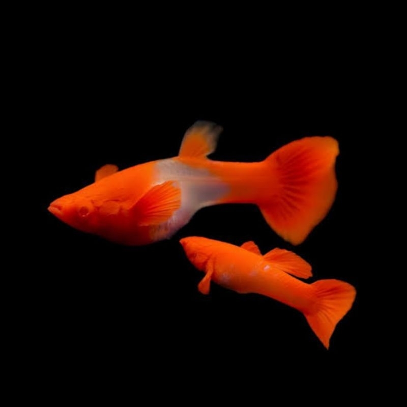 hiasan aquarium guppy albino gen king koi red ear