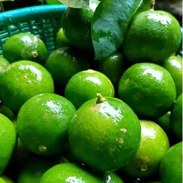 

Jeruk Nipis Peras Berat 1 kg Fresh Petik