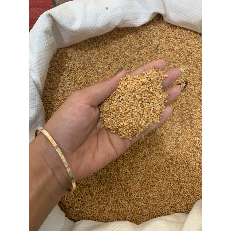 MILED MERAH PAKAN BURUNG MURAH MERIAH TERLARIS (2)