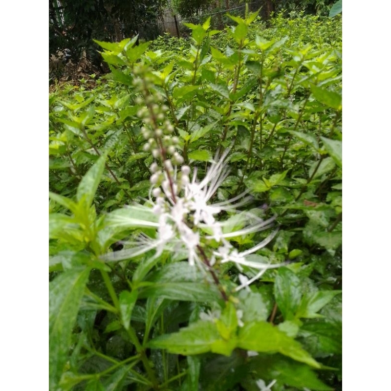

daun kumis kucing daun fresh 80 gr order baru dipetik bonus keji beling