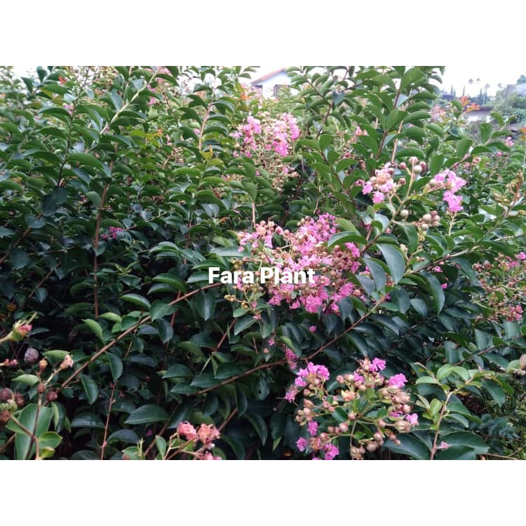 Bibit bunga sakura lokal