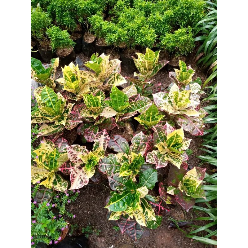 Tanaman hias puring kura - tanaman pot puring kura kura