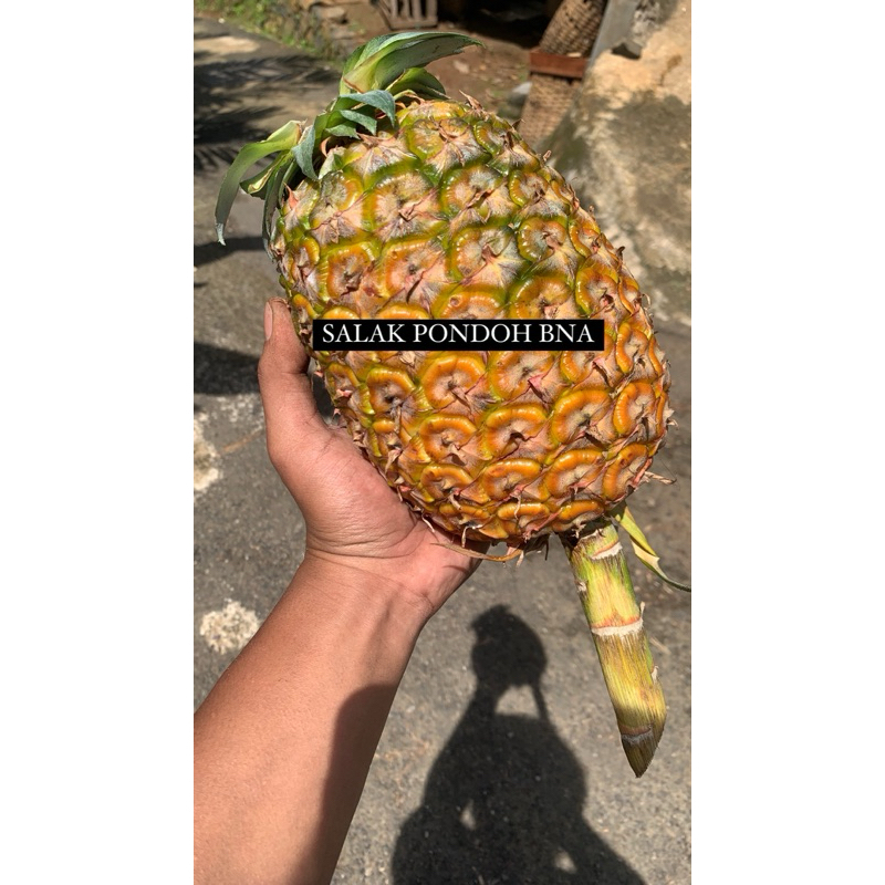 

Buah Nanas Manis Segar Buah Nanas Fresh Asli Banjarnegara Grade Premium Super