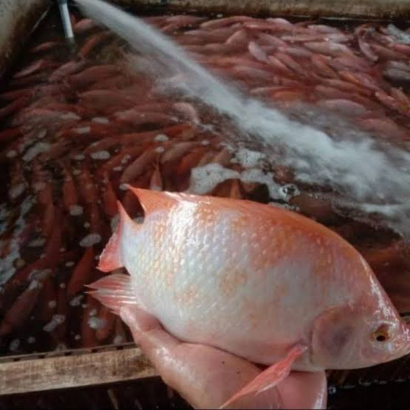 

ikan nila merah segar,ikan nila merah fresh,ikan nila merah berkualitas,ikan nila merah premium