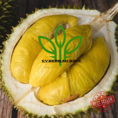 Bibit durian musang king super | Okulasi