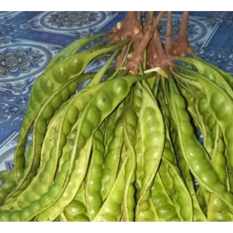 

petai segar petai super/papan