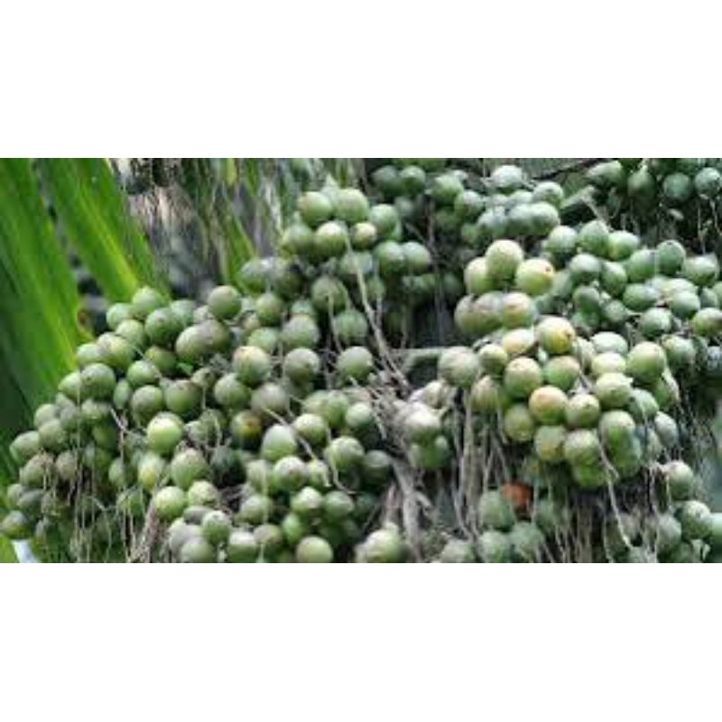 

STAMINA PRIA PINANG MUDA 1kg