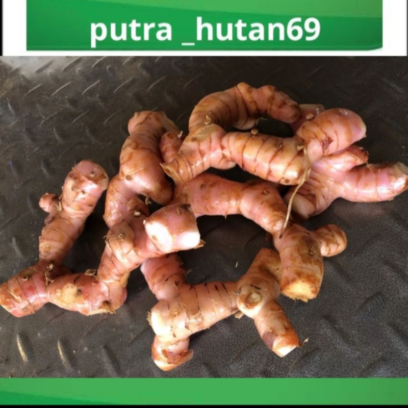 

BISA COD LENGKUAS /LAJA TERMURAH 1KG
