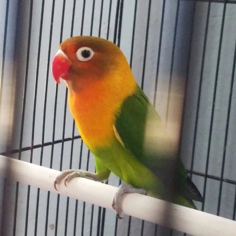 Burung Lovebird Josan pilihan rawatan