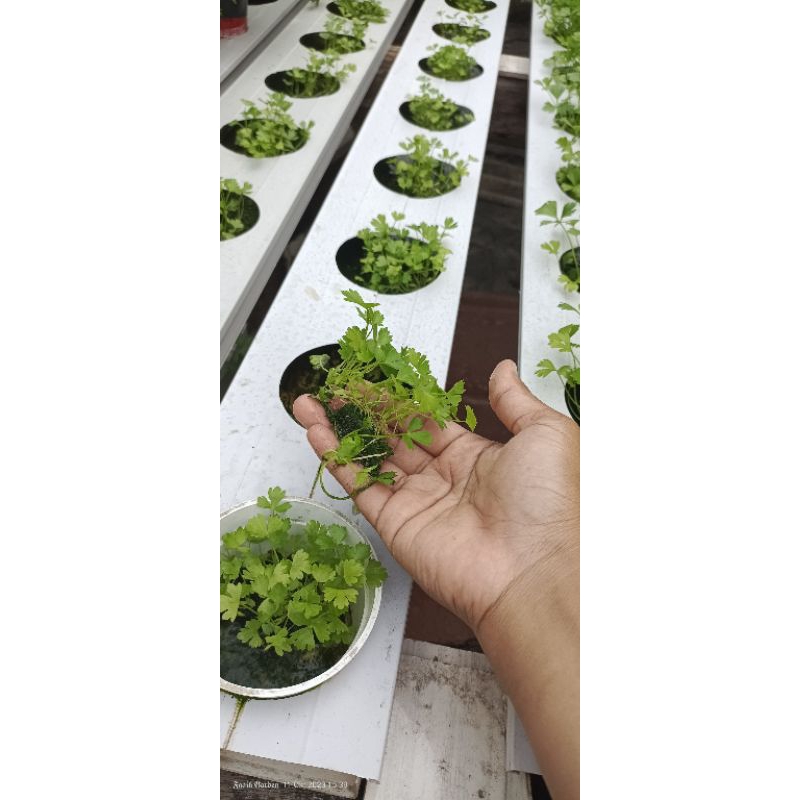 

Bibit Seledri siap tanam