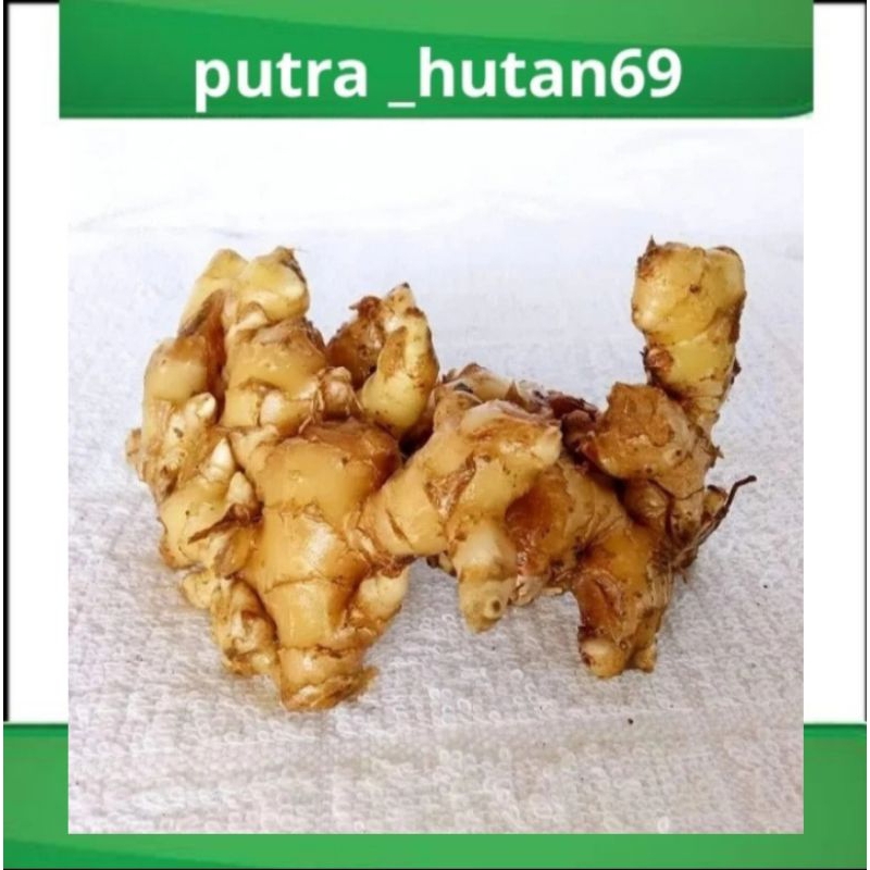 

JAHE EMPRIT 500 g BISA BUAT BIBIT BISA BUAT MASAK