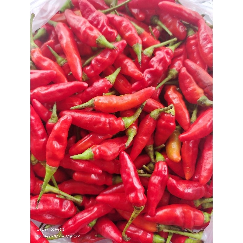 

Cabai rawit merah ori
