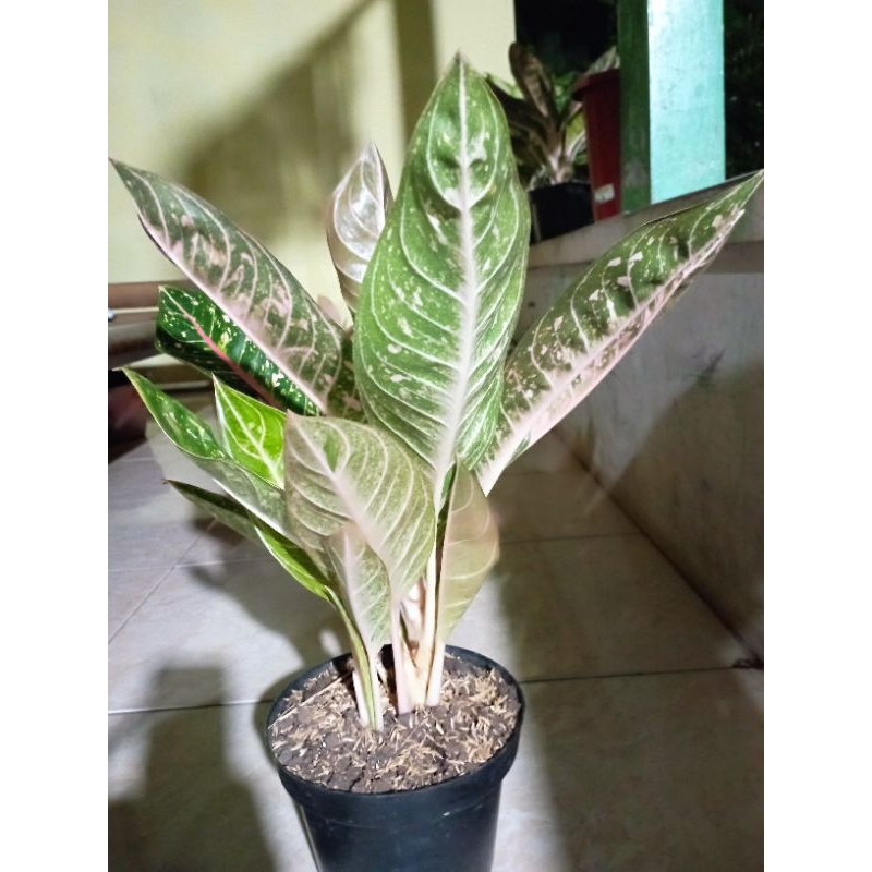 Aglonema Dona Carmen Indukan Rumpun