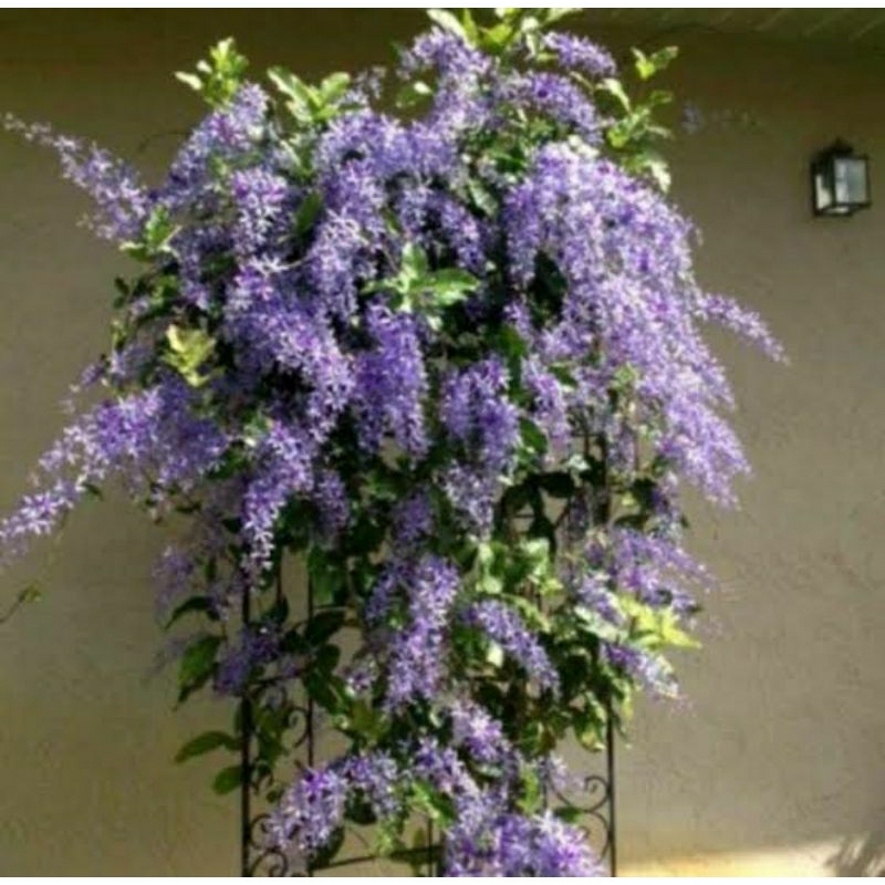 Bunga patrea volubilis ungu bunga rambat
