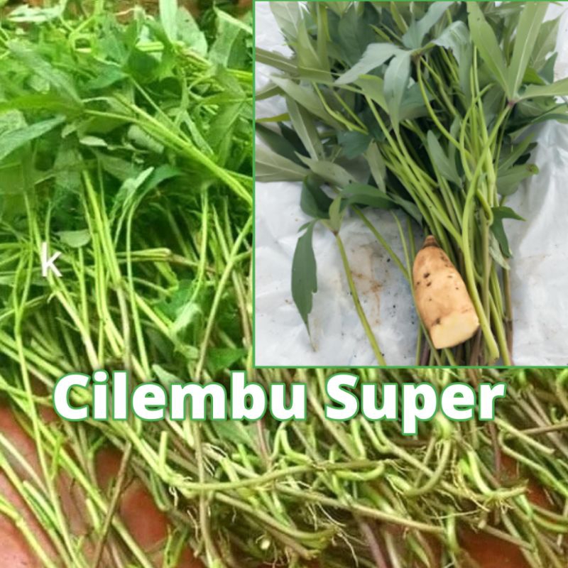 

Bibit Ubi Cilembu Asli Ubi Silembu Super