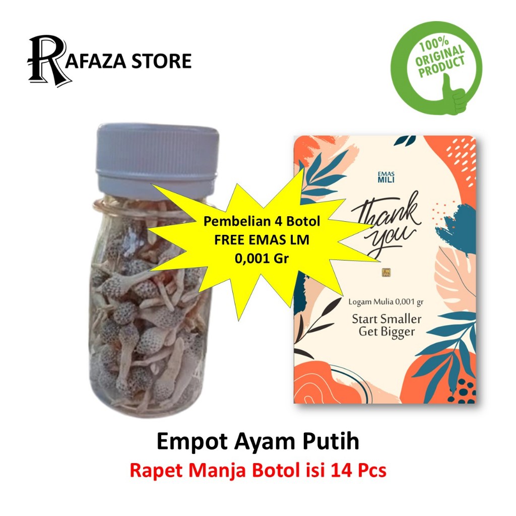 Empot Ayam Putih Rapet Manja