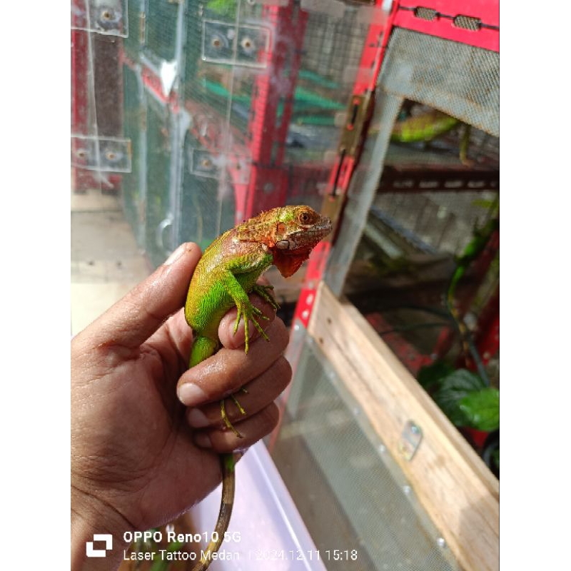 Super Red baby iguana