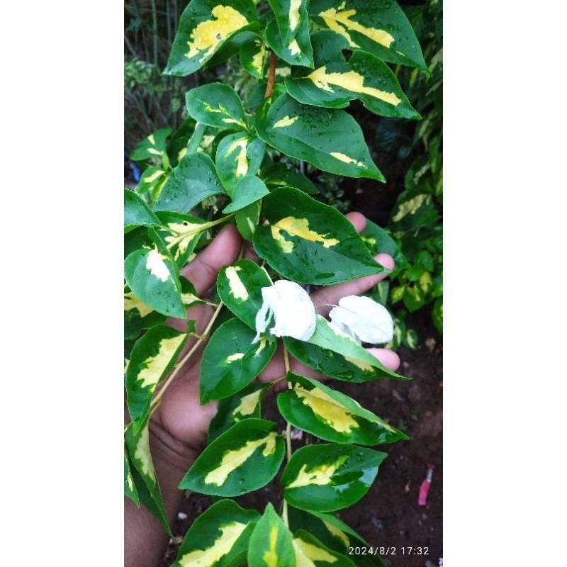 bahan stek Bougenville coconut ice cream batang besar/diameter 2cm/ uk spidol panjang 40cm