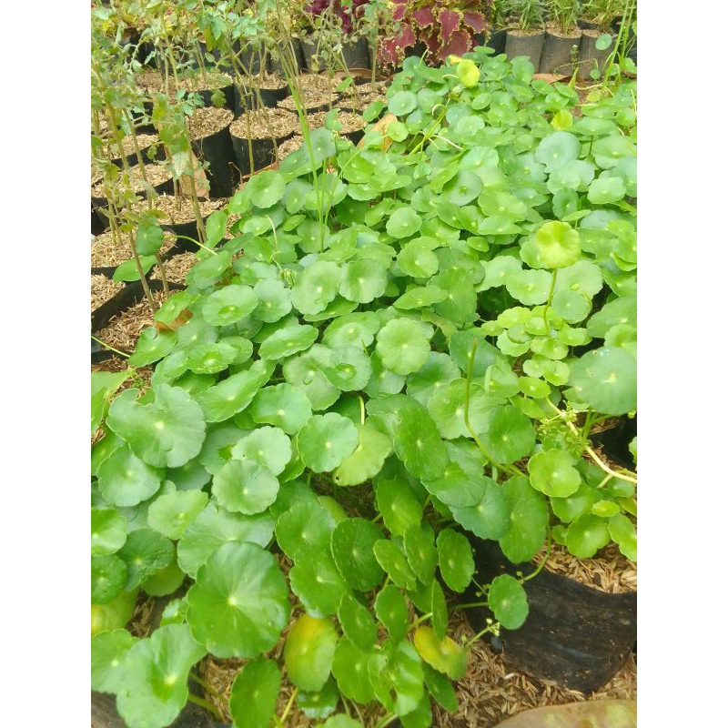 Tanaman hias pegagan air herbal pohon pegagan