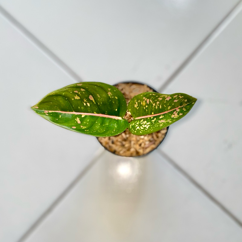 Aglaonema Ruby compacta